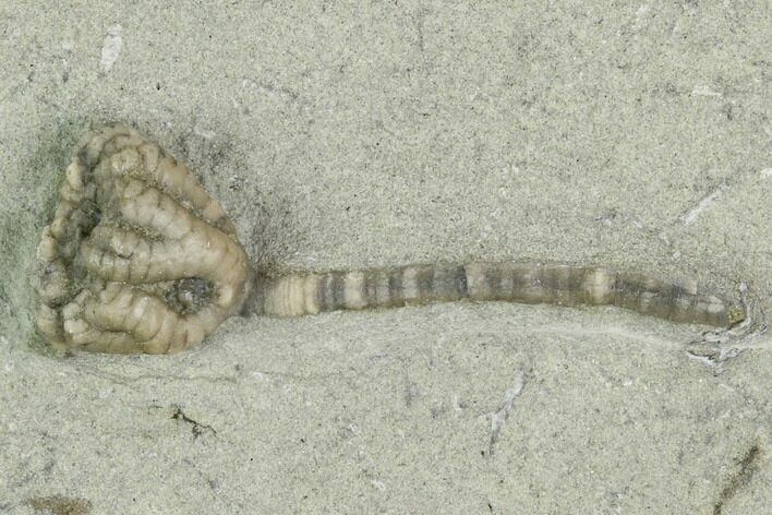 Crinoid (Paricthyocrinus) Fossil - Crawfordsville, Indiana #122973